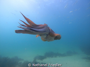 Giant cuttlefish by Nathanel Friedler 